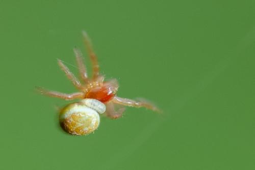 Araniella sp.